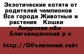  Экзотические котята от родителей чемпионов - Все города Животные и растения » Кошки   . Амурская обл.,Благовещенский р-н